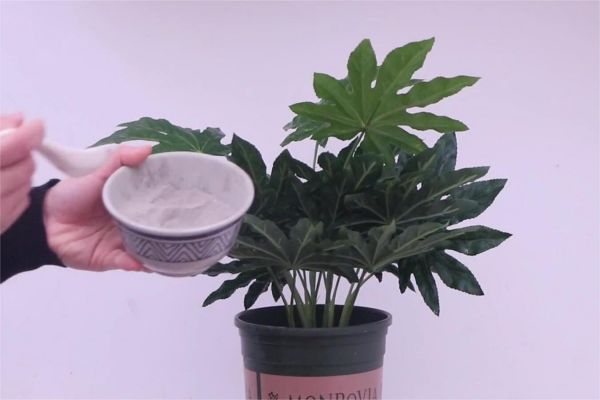 use incense ash as Natural Fertilizer for Plants